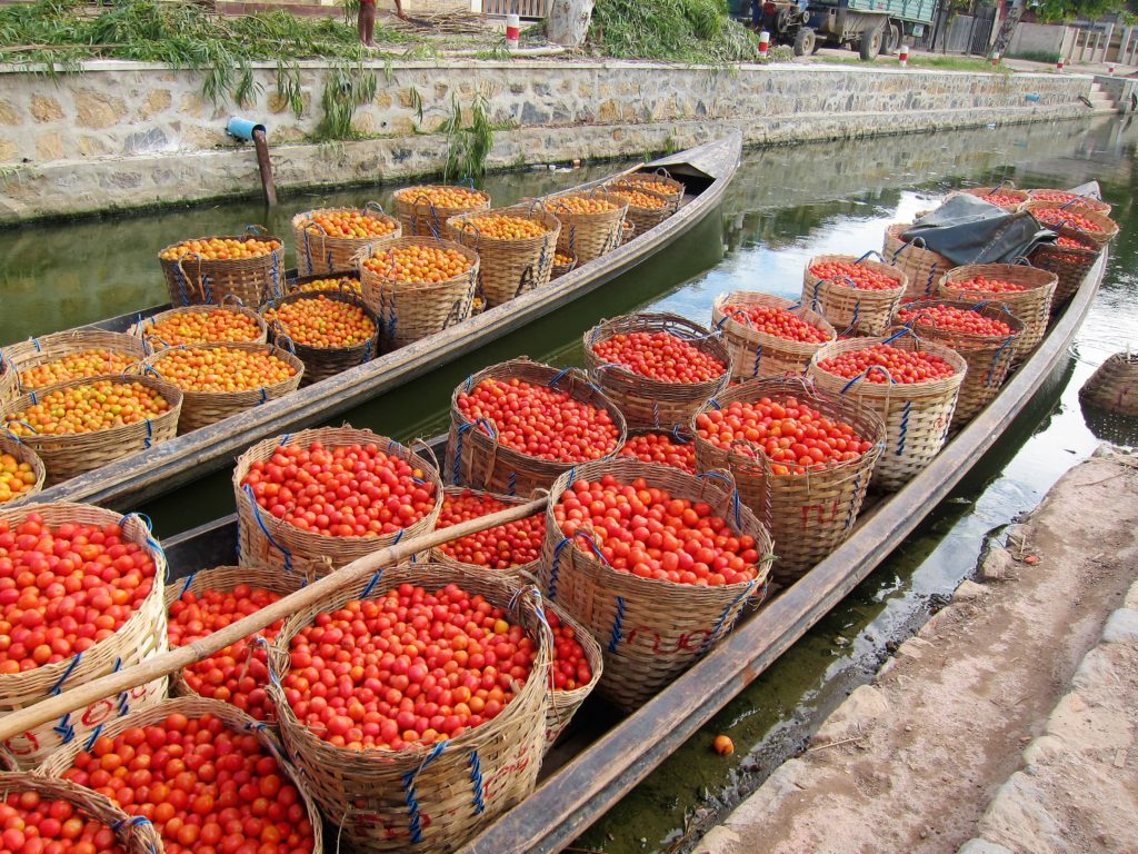 tomatoes - Nyaungshwe